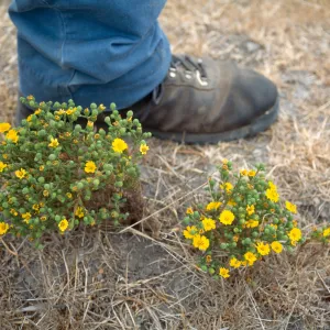 Gaviota Tar Weed, Paul Hebner, Hollister Ranch