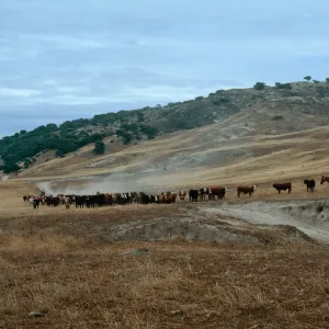 Santa Rosa Island