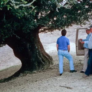 oak, Santa Rosa Island