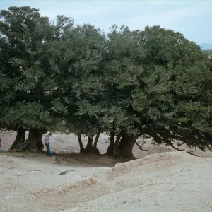 oaks, Santa Rosa Island