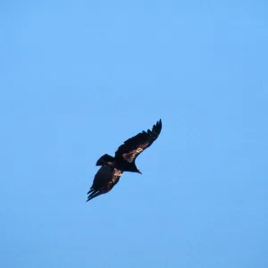 Condors, Castle Crags, American Canyon, San Luis Obispo County