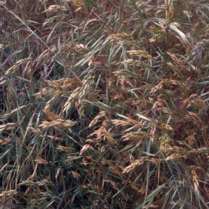 Bromus, Hurricane Deck