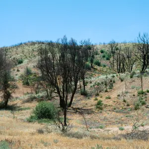 La Panza