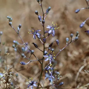 Chlorogalum purpureum v. reductum, Soap Plant, La Panza