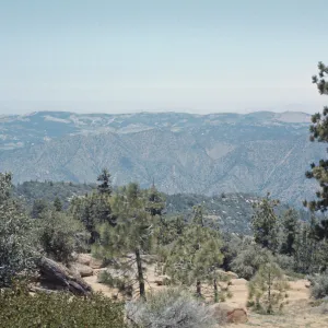 Big Pine