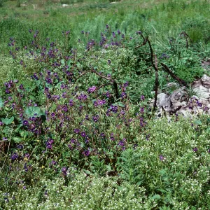 Decker Rd. burn, Santa Monica Mountains