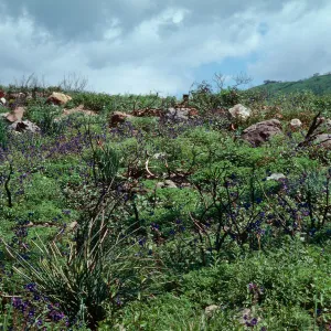 Decker Road burn, Santa Monica Mountains