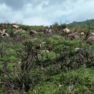 Decker Road burn, Santa Monica Mountains