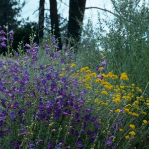 Penstemon & Golden yarrow, Cat-Way, Figueroa
