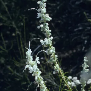 Trichostema lanatum (albino), wooly blue curls, Romero Bates Canyon
