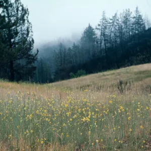 Highway 58 burn, August 1996, American Canyon