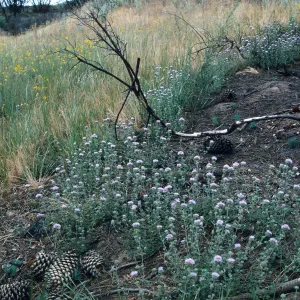 Monardella, Hghiway 58 burn, August 1996, American Canyon