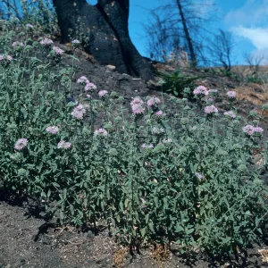 Monardella, Highway 58 burn, August 1996, American Canyon