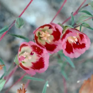 Clarkia, Highway 58 burn, Aug. 1996, American Canyon