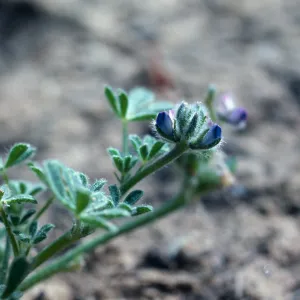 Nipomo (Lupine)