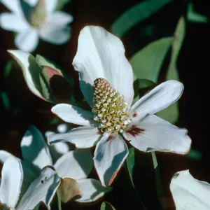 Yerba mansa, Amenopsis californica, Las Flores Ranch