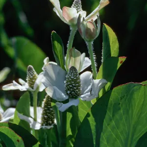Yerba mansa, Amenopsis californica, Las Flores Ranch