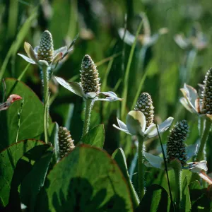 Yerba mansa, Amenopsis californica, Las Flores Ranch