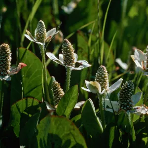 Yerba mansa, Amenopsis californica, Las Flores Ranch