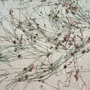 Juncus lesueurii, Guadalupe