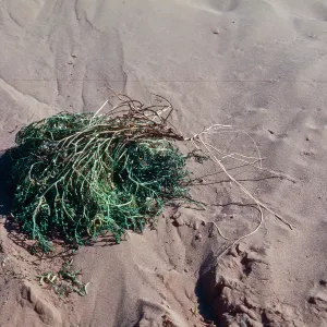 Cakile maritima, Guadalupe Dunes