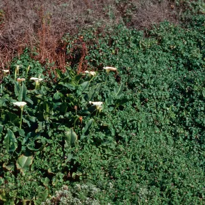 Calla, Guadalupe Dunes