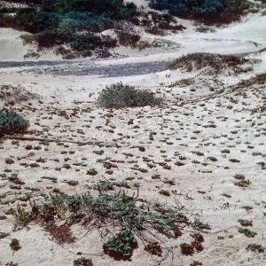 Strawberry? Guadalupe Dunes