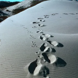 Guadalupe Dunes