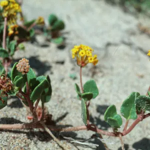 Guadalupe Dunes