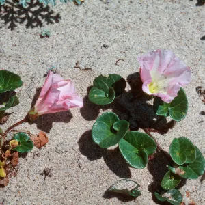Calystegia, Guadalupe Dunes