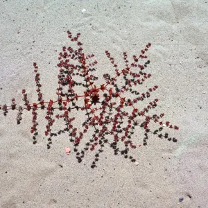 Chorizanthe californica, Guadalupe