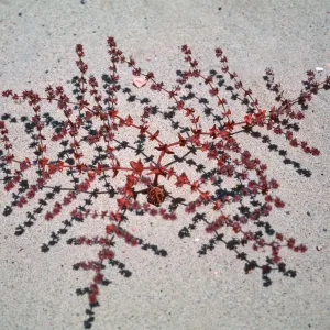 Chorizanthe californica, Guadalupe