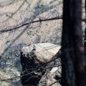 condors, Castle Crags, American Canyon, San Luis Obispo County