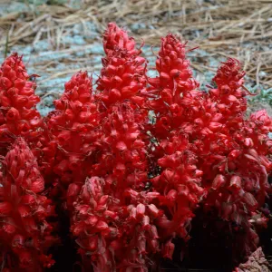 Sarcodes sanguinea, Snow Plant, Mt. Pinos