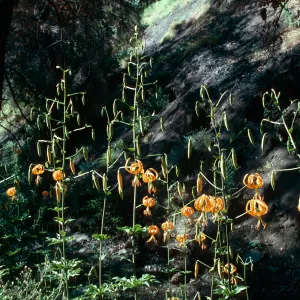 Lilium humboldtii, Cody Road gate .1 mile, 1993 Marre burn
