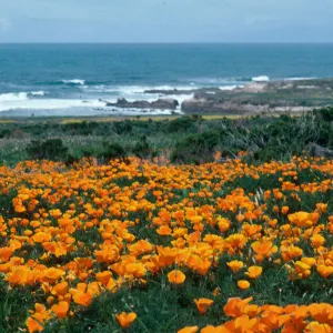 Montana de Oro, order (California Poppy))