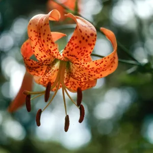 Lilium humboldtii