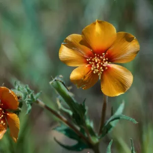 M. pectinata (sic), Shell Crk?