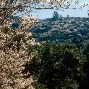 Cercocarpus, East of Cachuma saddle
