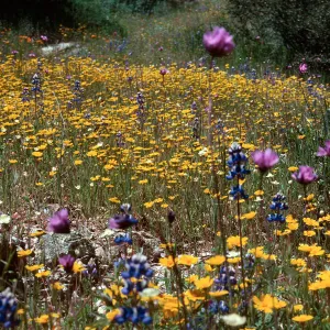 Layia, Colson Canyon, Yellow 