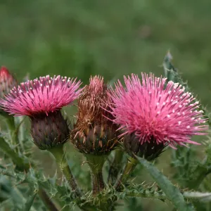 Cirsium species