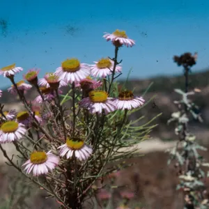 Erigeron foliosus blochmaniae