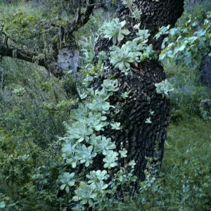 Dudleya (liveforevers) on tree
