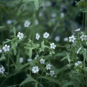 Pholistoma membranaceum, Klipstein Ranch