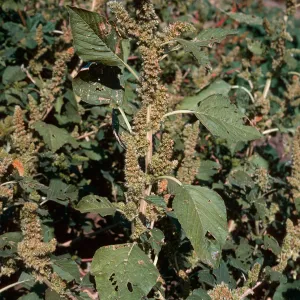 Amaranthus retroflexus 