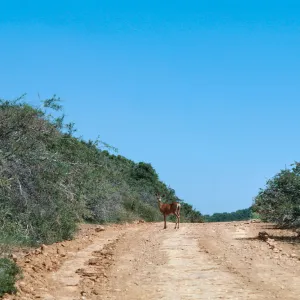 deer, Miranda Pine