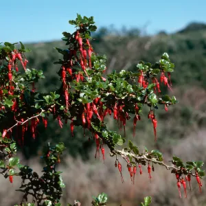 Ribes speciosum