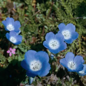 Nemophila