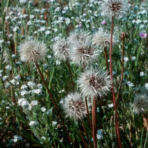 Microseris