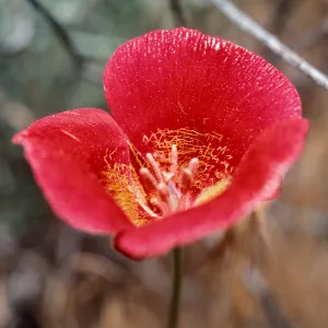 Mariposa lily